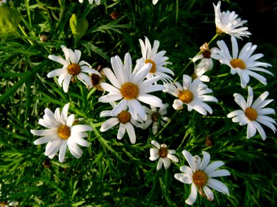 Anthemis maritima Jardin des Plantes de Paris