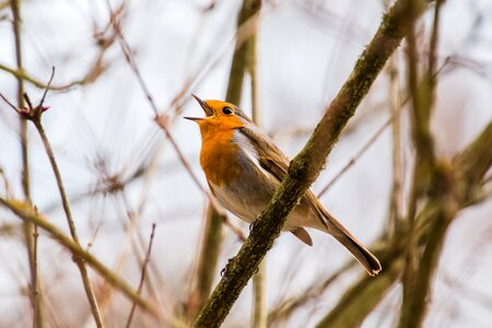 Chirp tweet chirrup
