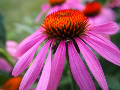 Garden flower coneflower