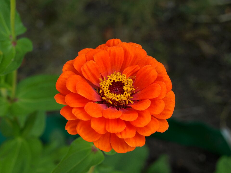 Flower flowers flowering