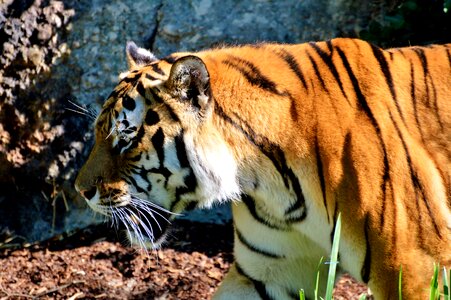 Wildcat dangerous zoo photo