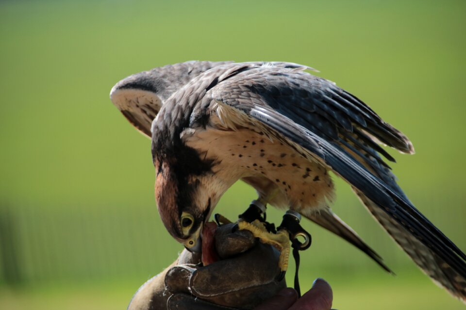 Lanner predator nature