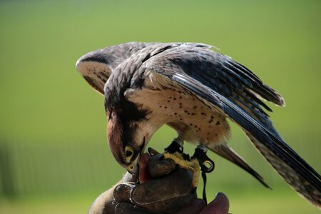 Lanner predator nature photo