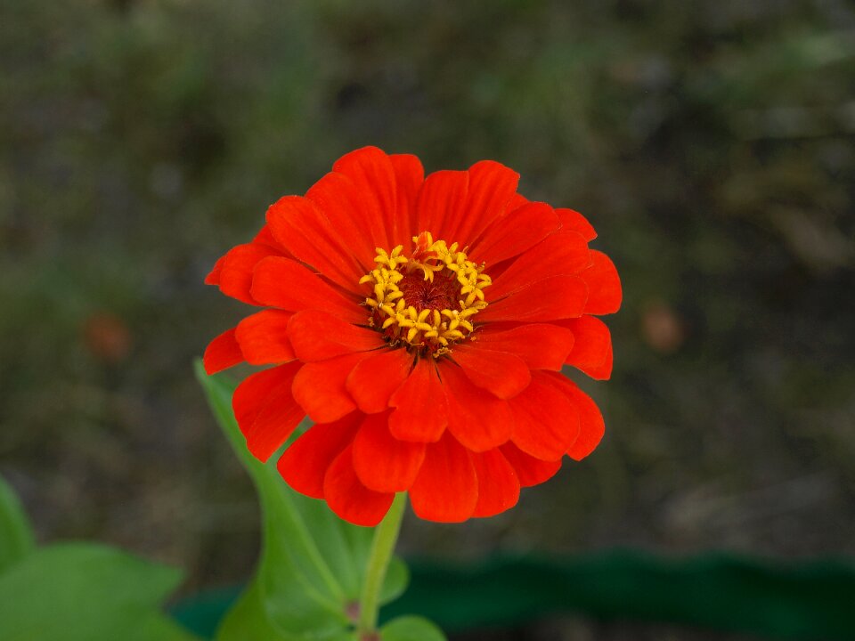 Flower flowers flowering