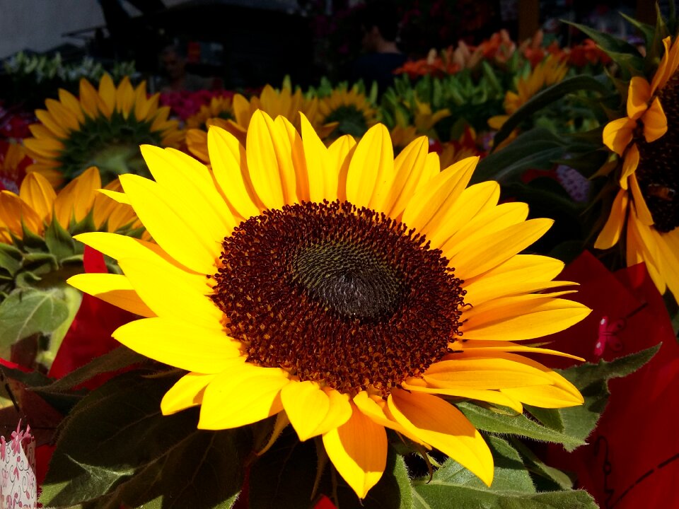 Sunflower flower nature