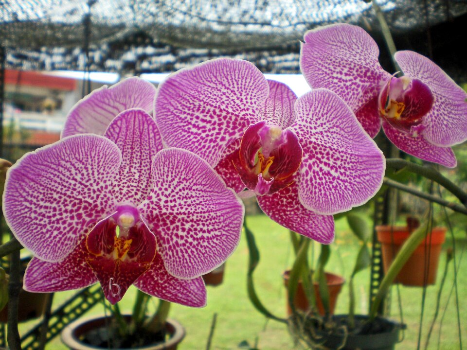 Pink garden bloom