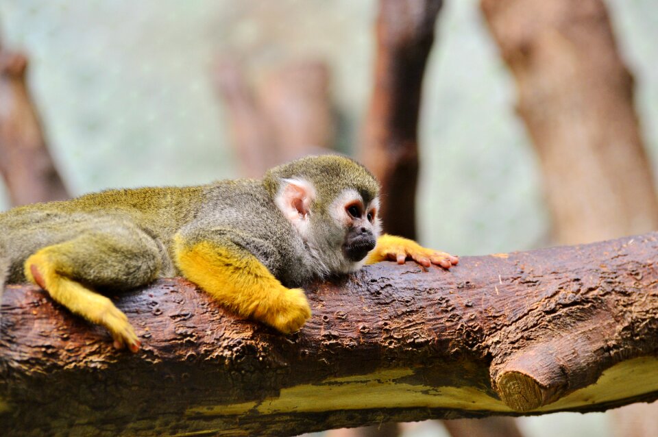 Capuchin monkey zoo tierpark hellabrunn