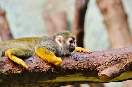Capuchin monkey zoo tierpark hellabrunn