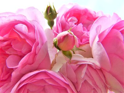 Blossom bloom bud