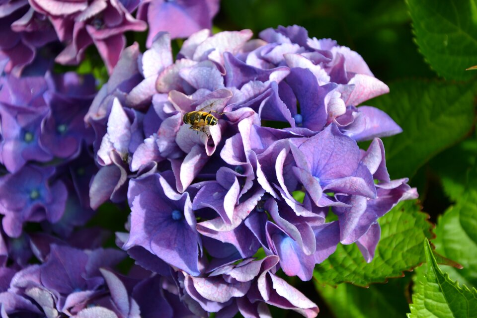Autumn flowers garden