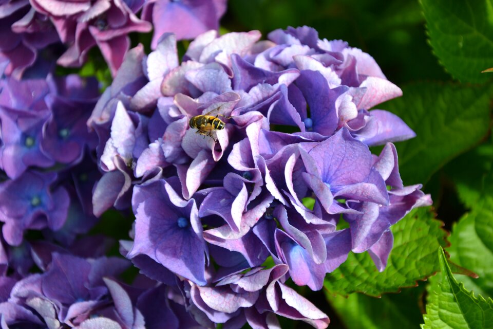 Autumn flowers garden photo