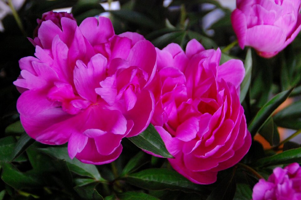 Peonies rosa flowers