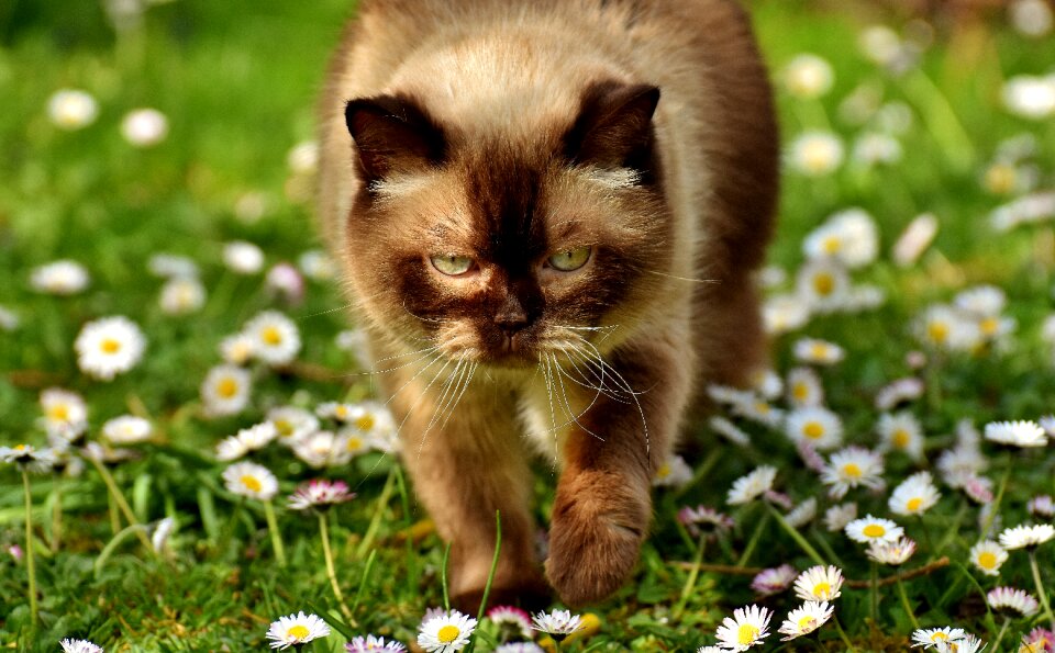 Thoroughbred fur domestic cat