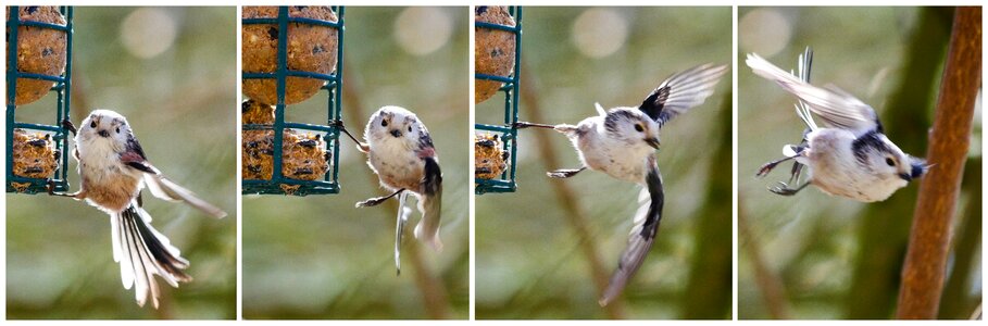 Long tailed tit flying food