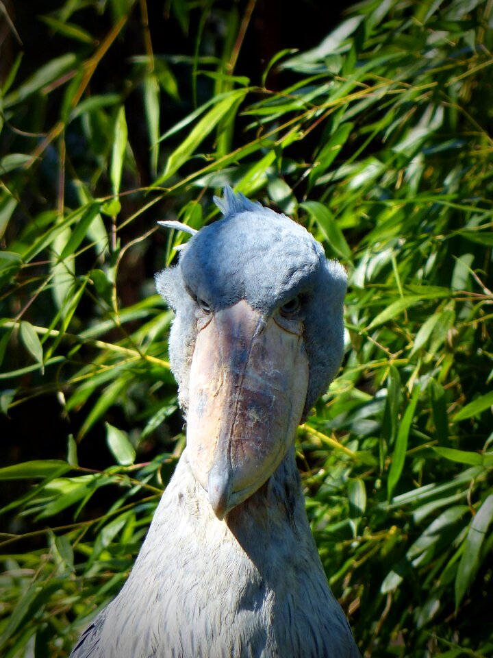 Feather bill animal
