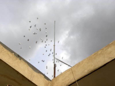 Antennas and doves in flight 2