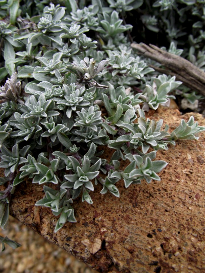 Antennaria nyewood