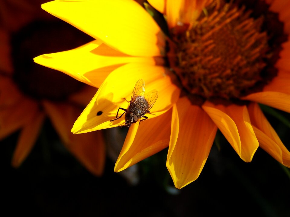 Sunflower yellow nature