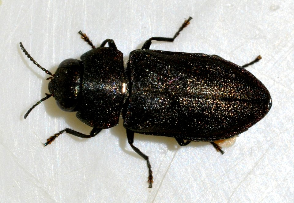 Anthaxia-quadripunctata-12-fws