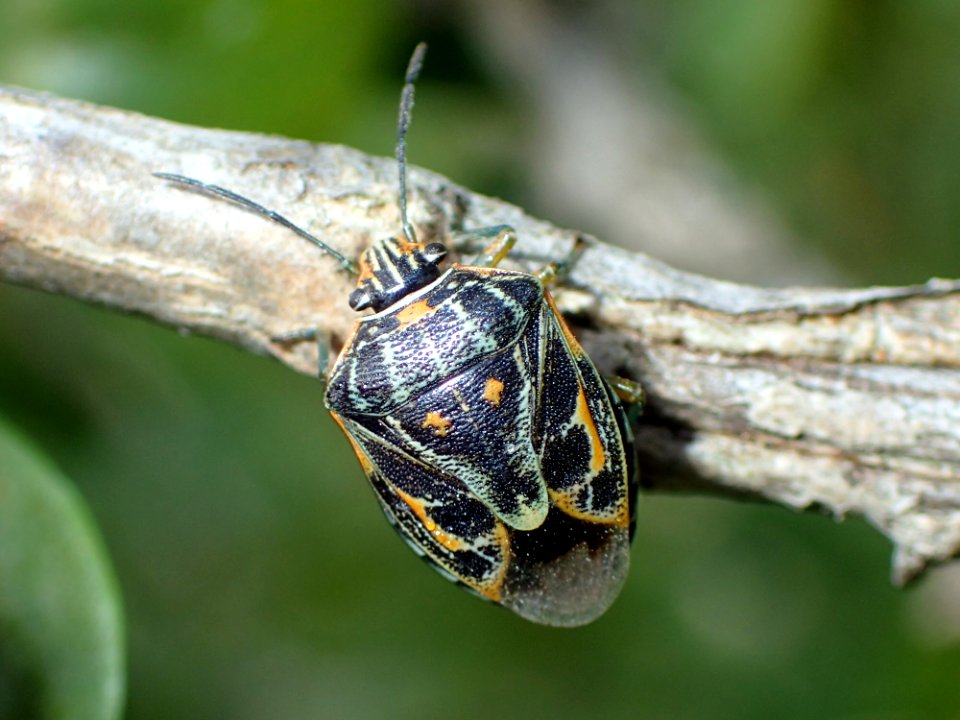 Antestiopsis thunbergii 2