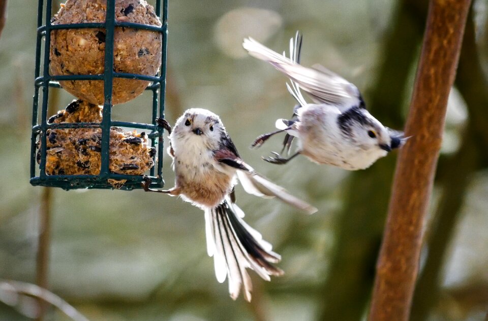 Long tailed tit flying food
