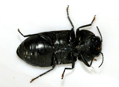 Anthaxia-quadripunctata-11-fws