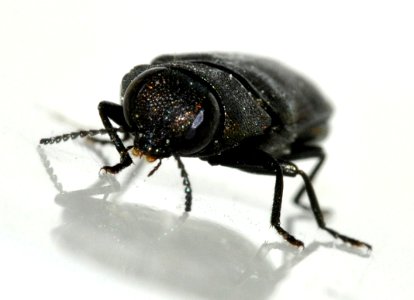 Anthaxia-quadripunctata-15-fws