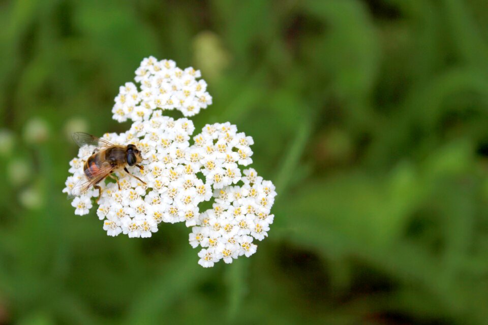 Spring honey green