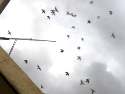 Antennas and doves in flight 1