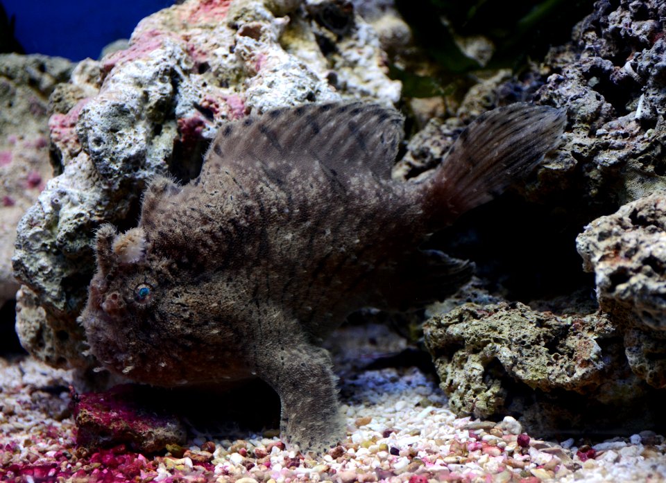 Antennarius Poisson-grenouille Aquarium Liège 30012016 1