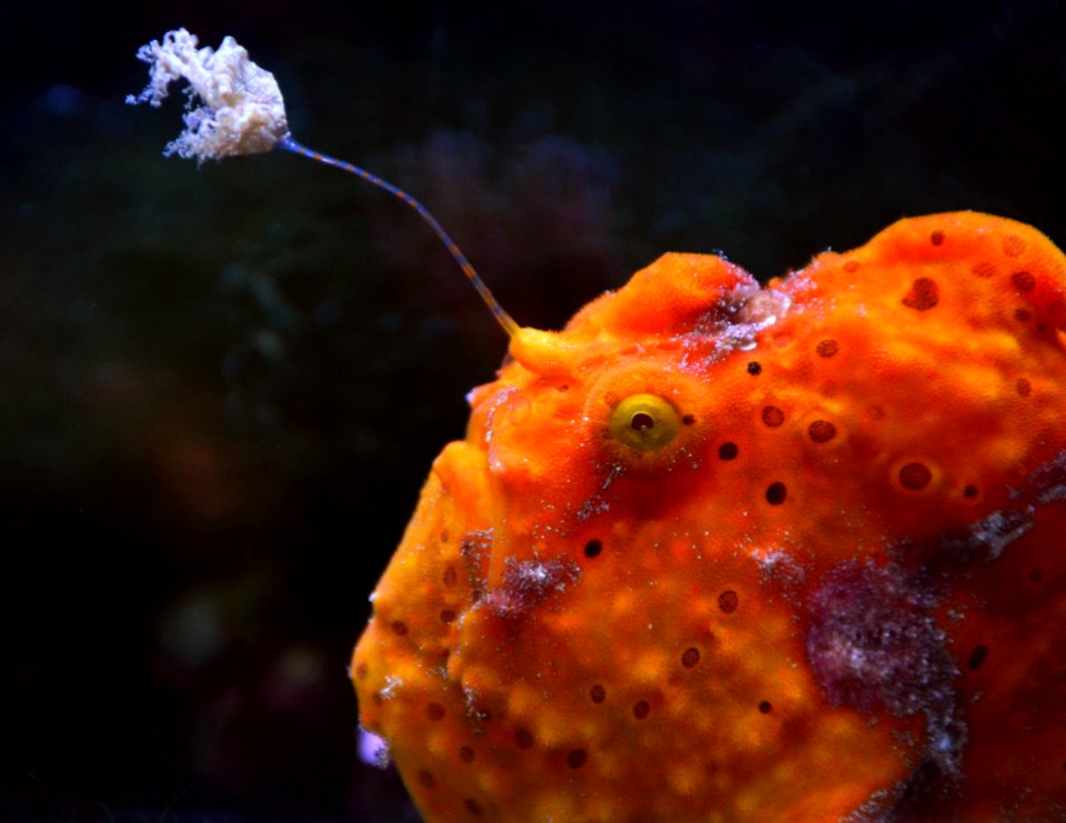 Antennarius Aquarium tropical du Palais de la Porte Dorée 10 04 2016