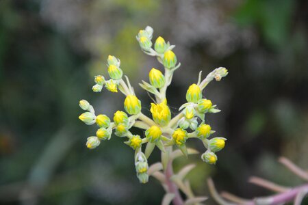 Nature garden yellow flowers