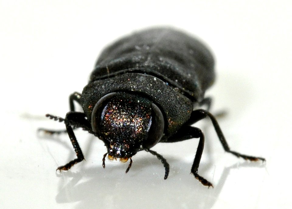 Anthaxia-quadripunctata-14-fws