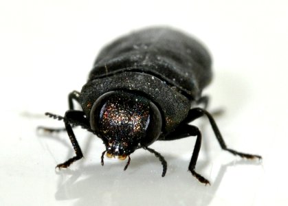 Anthaxia-quadripunctata-14-fws