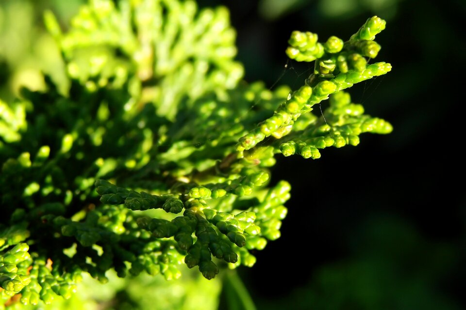 Green nature plant