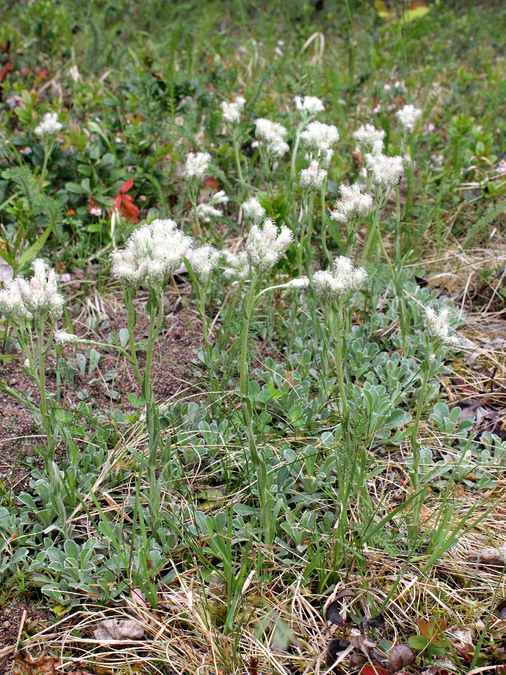 Antennaria dioica Simo, Finland 22.06.2013