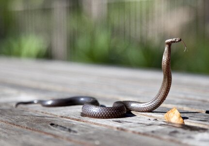 Outdoors reptile snake photo