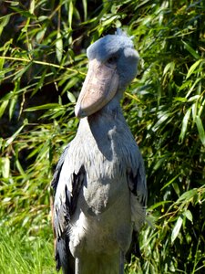 Feather bill animal