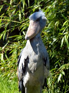 Feather bill animal photo