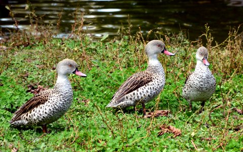 Anas capensis Parc des oiseaux 21 10 2015 1