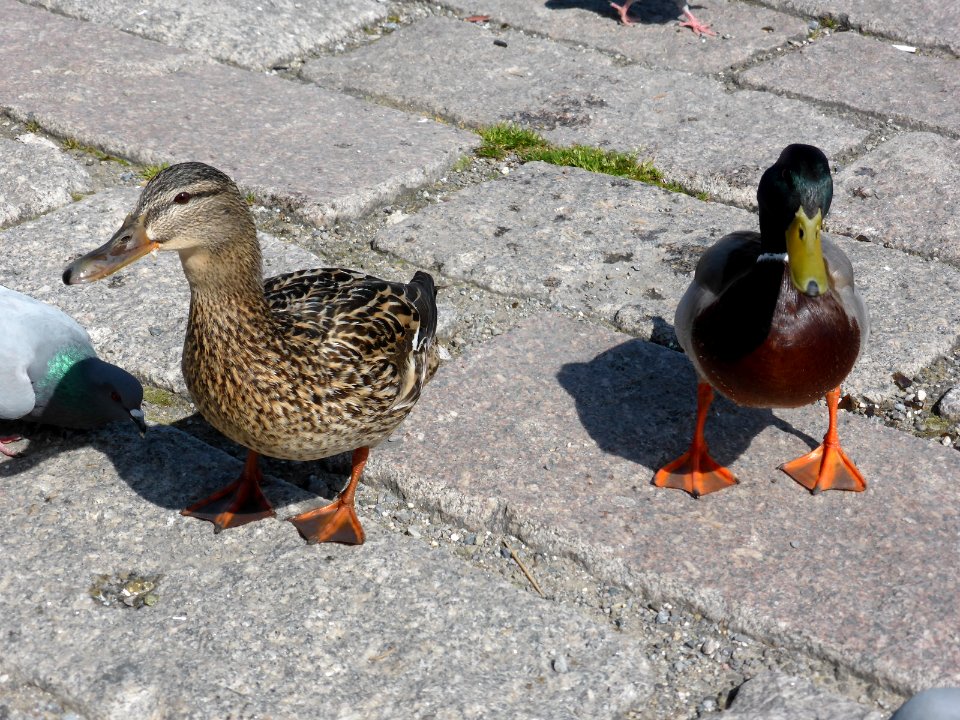 Anas-platyrhynchos-male-and-female-1