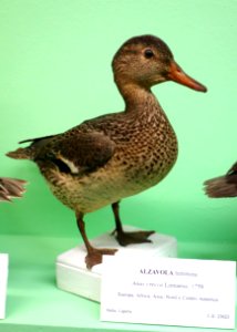 Anas crecca (female) - Museo Civico di Storia Naturale Giacomo Doria - Genoa, Italy - DSC03095