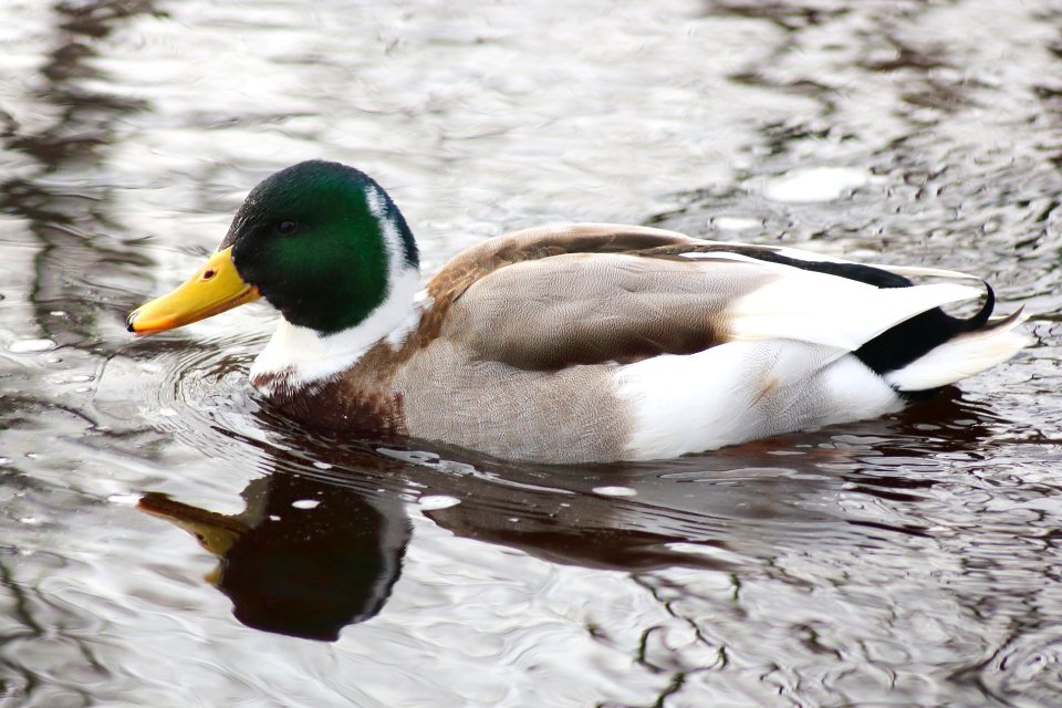 Anas platyrhynchos Oulu 20200404 01