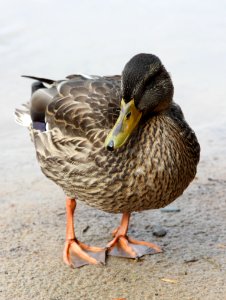 Anas platyrhynchos Oulu 20140830 02