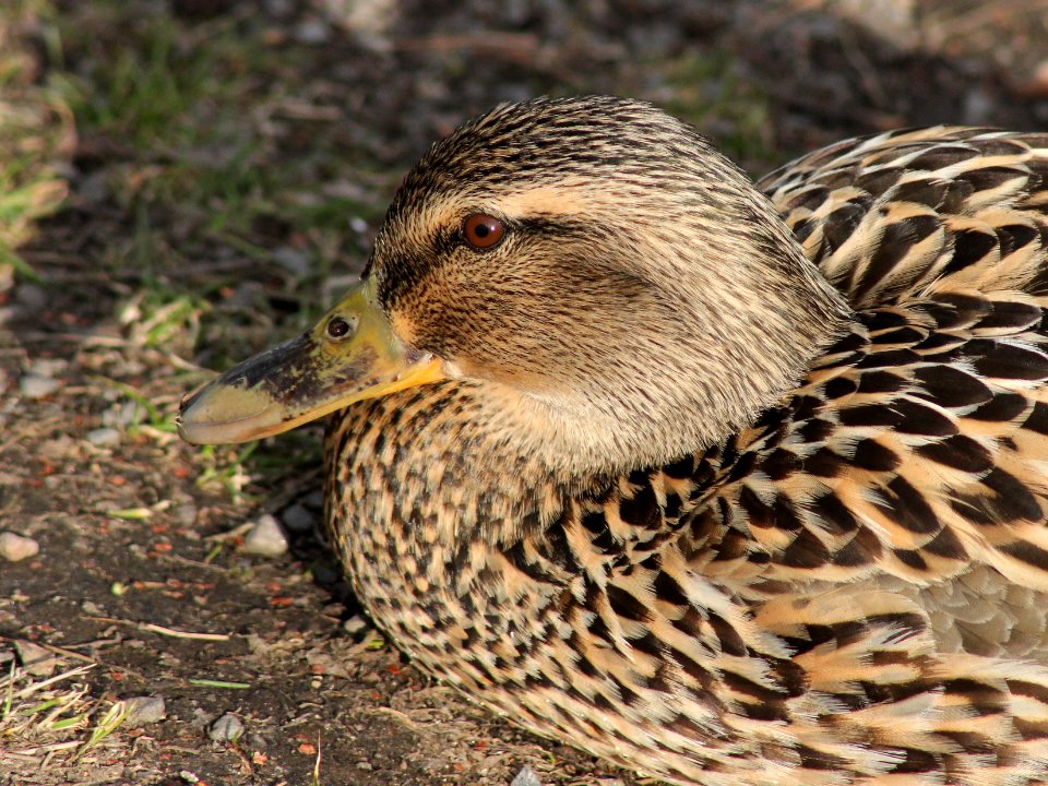 Anas platyrhynchos Oulu 20130506 02