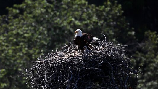 Predators prey wild photo