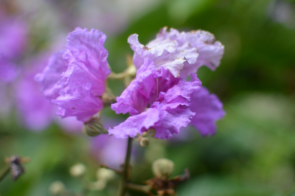 Purple flower beauty photo