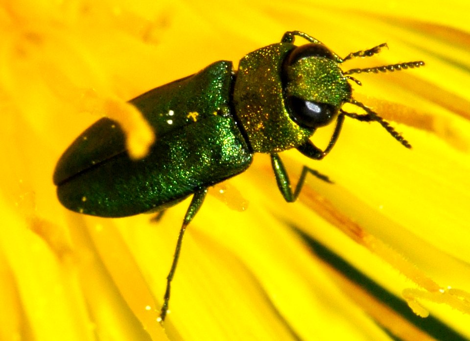 Anthaxia-nitidula-m-05-fws