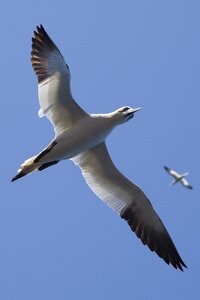 Flying gulls seagulls