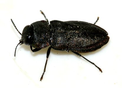 Anthaxia-quadripunctata-16-fws